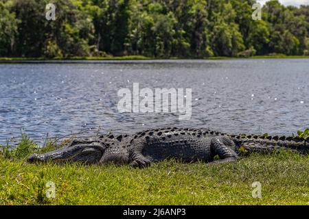 Alligator schläft am Ende der Promenade entlang des La Chua Trails im Paynes Prairie Preserve State Park Stockfoto