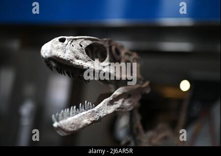 Ansicht des Schädels und eines Teils eines vollständigen Velociraptor' Skeletts mit dem Titel „The Raptor“, das während des 20.. Und 21.. Jahrhunderts von Christie in New York, NY, 29. April 2022, auf $6 Millionen Menschen geschätzt wurde. (Foto von Anthony Behar/Sipa USA) Stockfoto