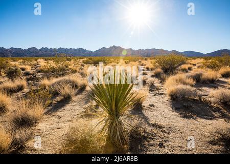 Mohave Yucca und Landschaft im Joshua Tree National Park in der Nähe des Eingangs zur Indian Cove. Stockfoto