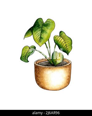 Aquarell-Illustration von Monstera Delikatesse in einem Topf. Er eignet sich perfekt für Postkarten, Poster, Banner, Einladungen, Grußkarten, Ausdrucke. Isoliert ein Stockfoto
