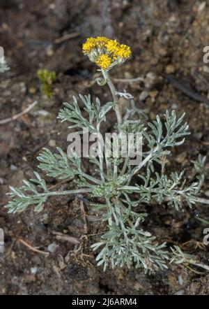 Gletscherwurmholz, Artemisia glacialis, in Blüte hoch in den Schweizer Alpen. Stockfoto