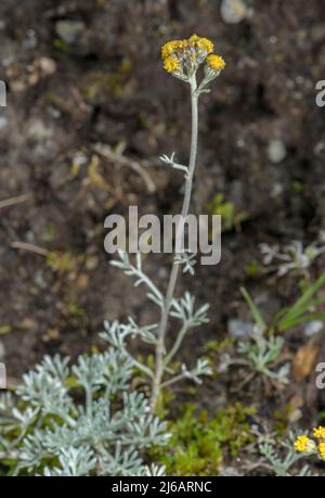 Gletscherwurmholz, Artemisia glacialis, in Blüte hoch in den Schweizer Alpen. Stockfoto