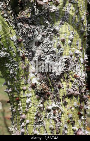 Nahaufnahme der dornigen, grünen, mit Flechten bedeckten Rinde eines Ceiba insignis, White Silk Floss, Baum, in Kauai, Hawaii, USA Stockfoto