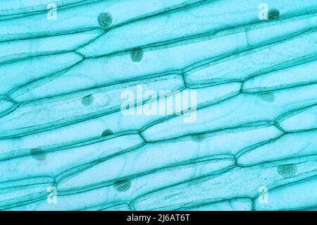 Pflanzenzelle, leichte Mikrograph Stockfoto