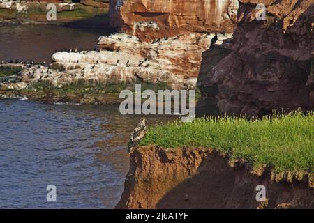 Ein unreifer Weißkopfseeadler ruht auf einer Klippe am Cape Tryon, Prince Edward Island, Kanada Stockfoto