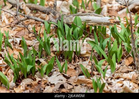 Wilde Rampen - Bärlauch ( Allium tricoccum), allgemein bekannt als Rampe, Rampen, Frühlingszwiebeln, Wildleek, Holzleek. Nordamerikanische Art von wildem Onio Stockfoto