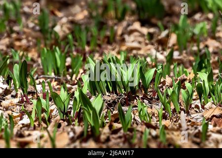 Wilde Rampen - Bärlauch ( Allium tricoccum), allgemein bekannt als Rampe, Rampen, Frühlingszwiebeln, Wildleek, Holzleek. Nordamerikanische Art von wildem Onio Stockfoto