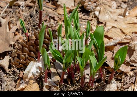 Wilde Rampen - Bärlauch ( Allium tricoccum), allgemein bekannt als Rampe, Rampen, Frühlingszwiebeln, Wildleek, Holzleek. Nordamerikanische Art von wildem Onio Stockfoto