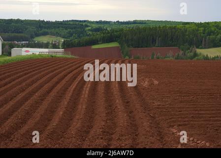 In diesem kürzlich gepflügten Feld ist der rötlich-braune Boden von Prince Edward Island zu sehen. Stockfoto