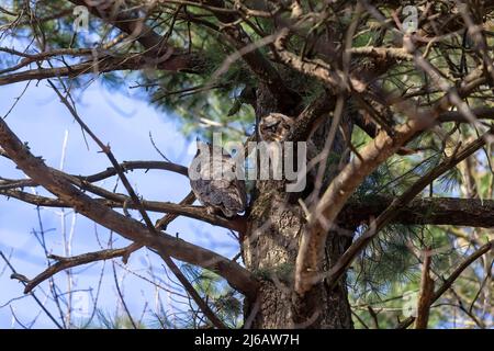 Weibliche Hornkauz (Bubo virginianus) mit erwachsenen Jungvögeln Stockfoto