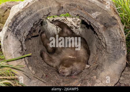 Captive schlafende Gemeine Wombat in hohlem Log (Vombatus ursinus) Stockfoto