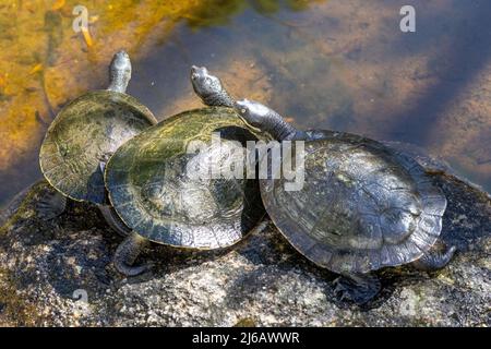 Australische Murray River Schildkröten beim Sonnen (Emydura macquarii) Stockfoto