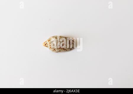 meeresfass auf weißem, isoliertem Hintergrund Stockfoto