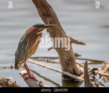 Ein grüner Reiher (Butorides virescens) steht auf einem unter Wasser getauchten Baum im Sepulveda Basin Wildlife Reserve in Van Nuys, CA. Stockfoto