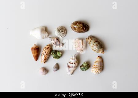 Verschiedene Muschelkollektion auf weißem Hintergrund Stockfoto