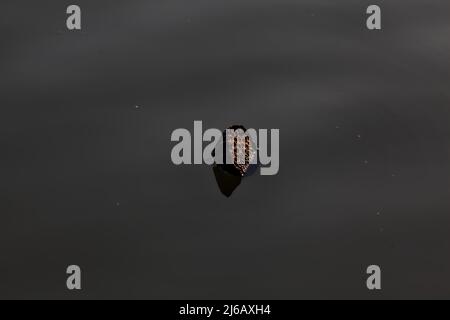 Trockene Lotuswurzel schwimmt bei Sonnenuntergang auf einem See Stockfoto