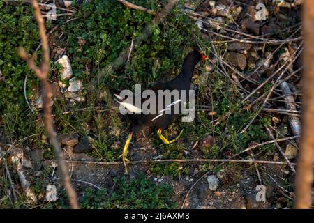 Moorhen am Ufer eines Sees aus der Nähe Stockfoto