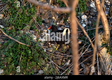 Moorhen am Ufer eines Sees aus der Nähe Stockfoto