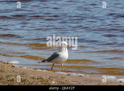 Eine Ringschnabelmöwe (Larus Delawarenis) im Wasser Stockfoto