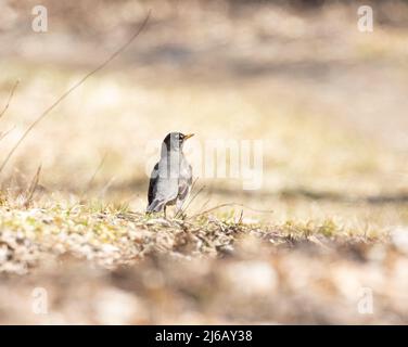 American Robin ist ein Zeichen des Frühlings in Muskoka Stockfoto