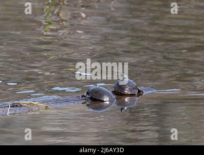 Zwei Ostschildkröten in der Sonne (Chrysemys picta) Stockfoto