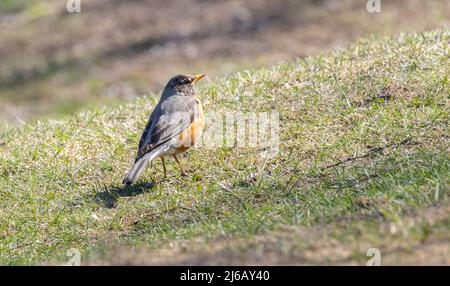 Der amerikanische Robin (Turdus migratorius) ist ein Zeichen des Frühlings in Muskoka Stockfoto