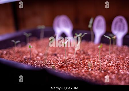 Wachsende Sämlinge in Innenräumen unter einem vollen Spektrum führten zu wachsendem Licht. Wachsende Keimlinge von Gemüse und Tomaten zu Hause unter dem ultravioletten Licht von gro Stockfoto