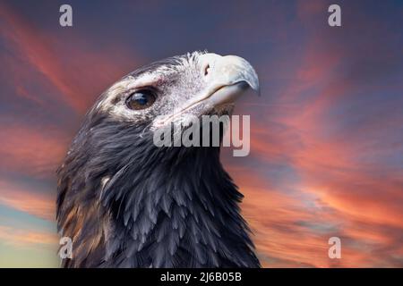 Australischer Keilschwanzadler (Aquila audax) Stockfoto