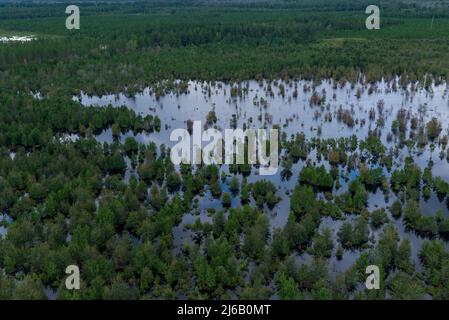 Bladen County, NC, 18. September 2018 -- Luftaufnahme der Überschwemmungen durch den Sturzflug Florenz. Stockfoto