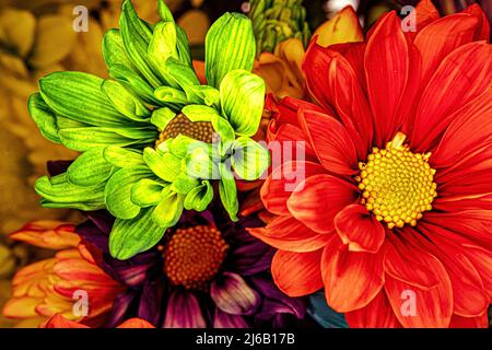 Ein wunderschönes Set aus roten, grünen, violetten und gelben Gänseblümchen. Ein lebendiges, farbenfrohes Set. Stockfoto