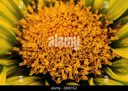 Eine grün gefärbte Gänseblümchen mit einem leuchtend gelben Pollen in der Mitte Stockfoto