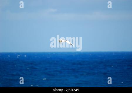 Weiße Möwe mit langem Schwanz Symbol für mauritius Stockfoto