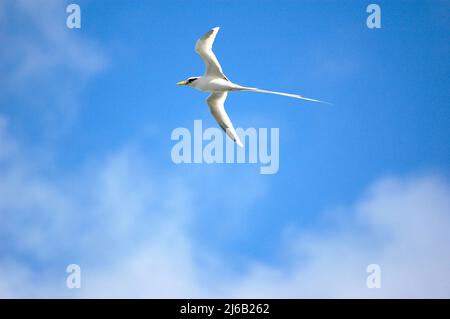 Weiße Möwe mit langem Schwanz Symbol für mauritius Stockfoto