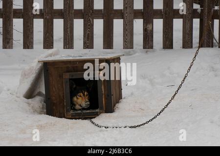 Ein alaskan Husky in einem hölzernen hundehütte an einem verschneiten Wintertag. Stockfoto