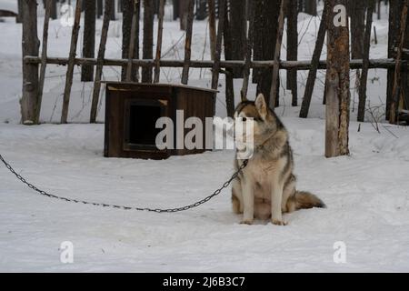 Ein alaskischer Husky kettet neben seinem hölzernen hundehütte in einem verschneiten Tannenwald. Stockfoto