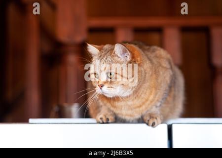 Katze auf dem Kühlschrank unten, die Katze schaut vom Abend herunter, die gestreifte Katze kletterte nach oben. Lustige schöne gestreifte Katze mit großen Augen Stockfoto