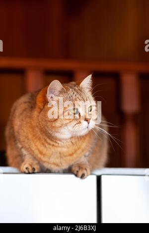 Katze auf dem Kühlschrank unten, die Katze schaut vom Abend herunter, die gestreifte Katze kletterte nach oben. Lustige schöne gestreifte Katze mit großen Augen Stockfoto