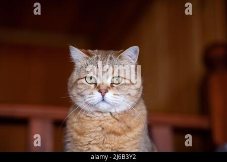 Katze auf dem Kühlschrank unten, die Katze schaut vom Abend herunter, die gestreifte Katze kletterte nach oben. Lustige schöne gestreifte Katze mit großen Augen Stockfoto