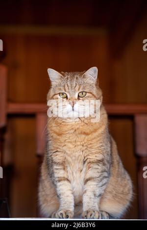 Katze auf dem Kühlschrank unten, die Katze schaut vom Abend herunter, die gestreifte Katze kletterte nach oben. Lustige schöne gestreifte Katze mit großen Augen Stockfoto