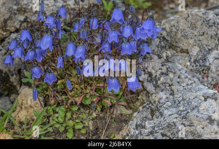 Fairy's-Thimble, Campanula cochleariifolia, blühend auf felsigen Klippen, Schweizer Alpen. Stockfoto