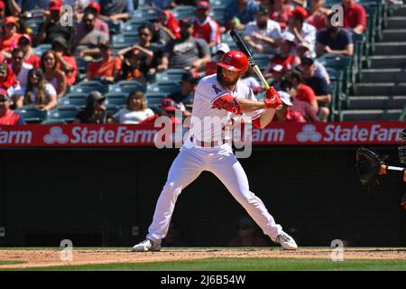 24. April 2022: Los Angeles Angels erster Baseman Jared Walsh (20) während eines MLB-Baseballspiels zwischen den Baltimore Orioles und den Los Angeles Angels im Angel Stadium in Anaheim, Kalifornien. Justin Fine/CSM Stockfoto