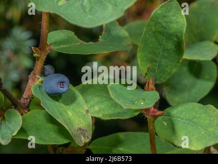 Blaues Geißbauch, Lonicera caerulea, in Früchten, in den Alpen. Stockfoto