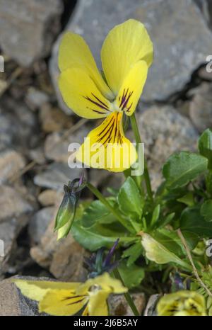 Bergpanse, Viola lutea in Blüte in den Alpen. Stockfoto