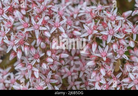 White Stonecrop, Sedum Album, in Blüte. Stockfoto