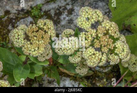 Große Orpine, Sedum Maximum, blüht in den französischen Alpen. Stockfoto