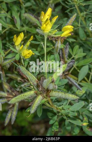 Geclusterter Besen, Cytisus hirsutus, in Blüte und Frucht, Alpen. Stockfoto