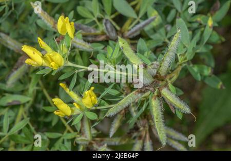 Geclusterter Besen, Cytisus hirsutus, in Blüte und Frucht, Alpen. Stockfoto