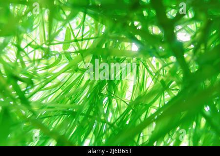Durch sie verstrickt sich dickes grünes Gras und weißes Licht. Ansicht von unten nach oben, selektiver Fokus auf das Gras Stockfoto