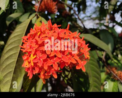 Eine leuchtende Gruppe orangener Ixora chinensis-Blüten blüht inmitten üppig grüner Blätter. Dicht gepackte Blütenblätter und hervorstehende Staubblätter bilden eine abgerundete Form. Stockfoto