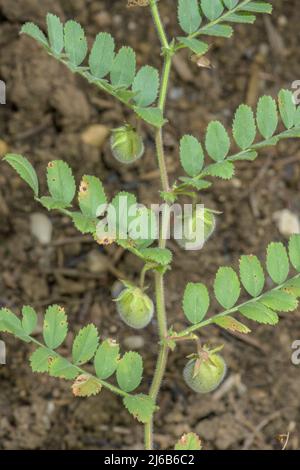 Kichererbsenfrüchte, Cicer arietinum, in Früchten, in Anbau. Stockfoto